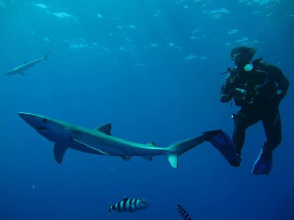 Plongée avec les requins bleus aux Açores